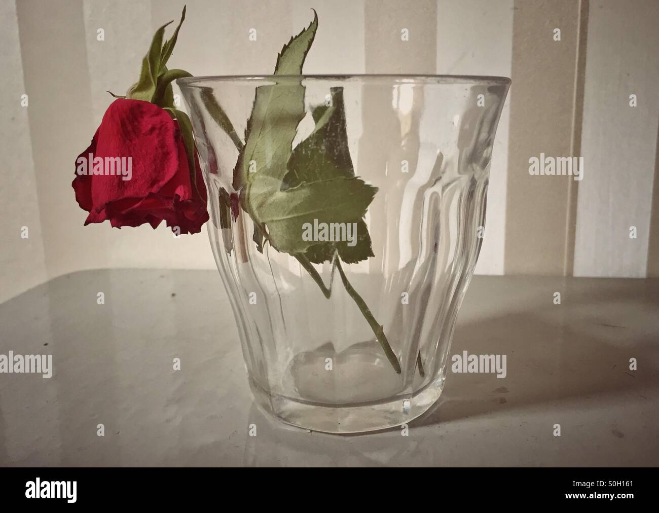 Faded rose in a glas Stock Photo