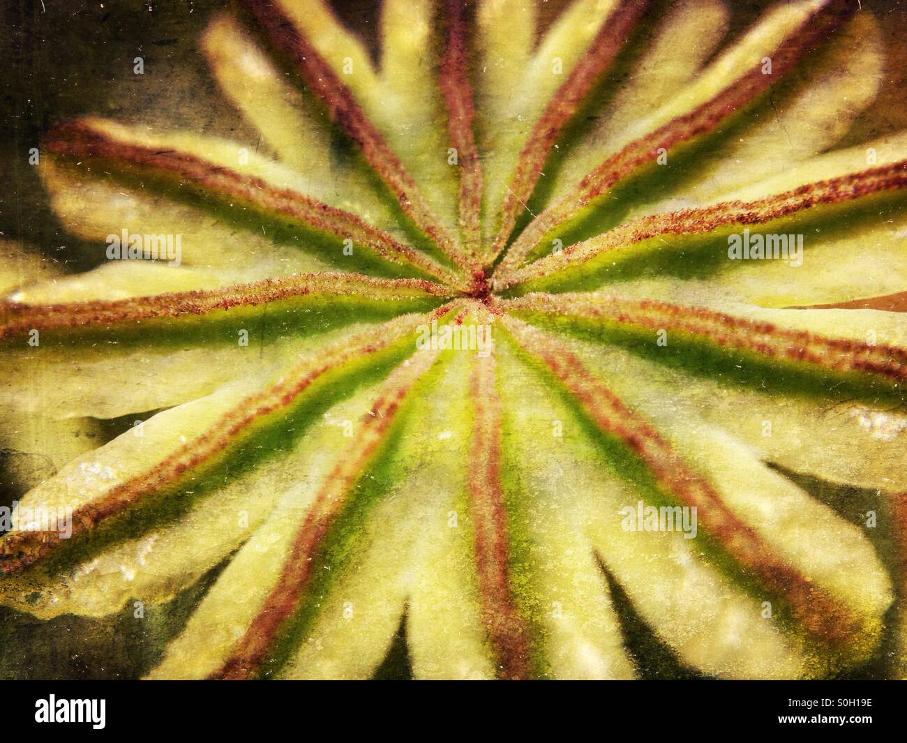 Seed head hi res stock photography and images Alamy Seed head hi res stock photography and images Alamy