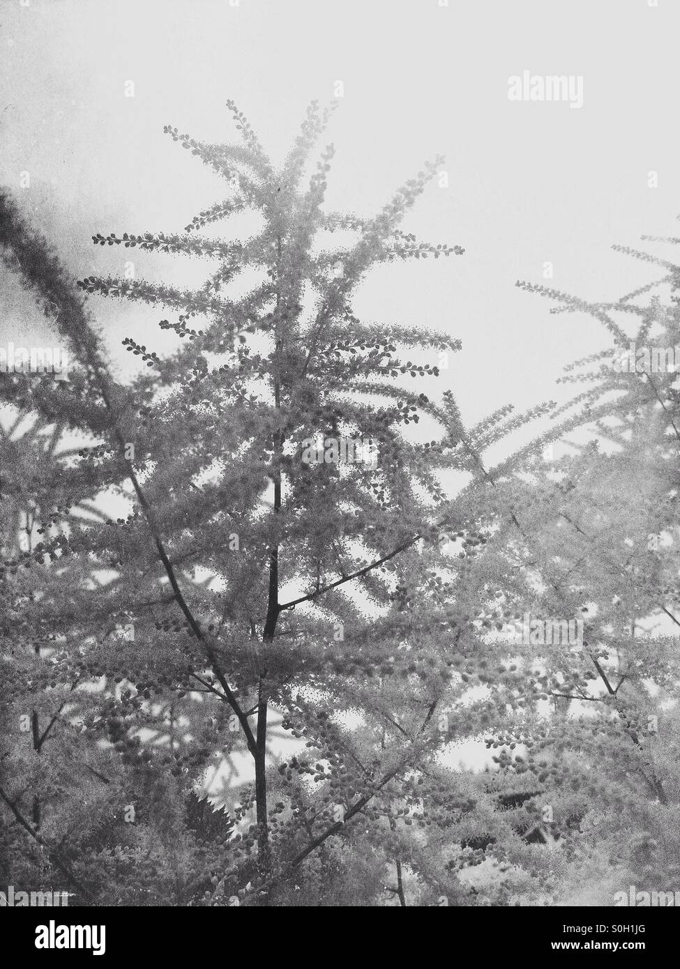 Black and white plant - Smartphone Captured Stock Image