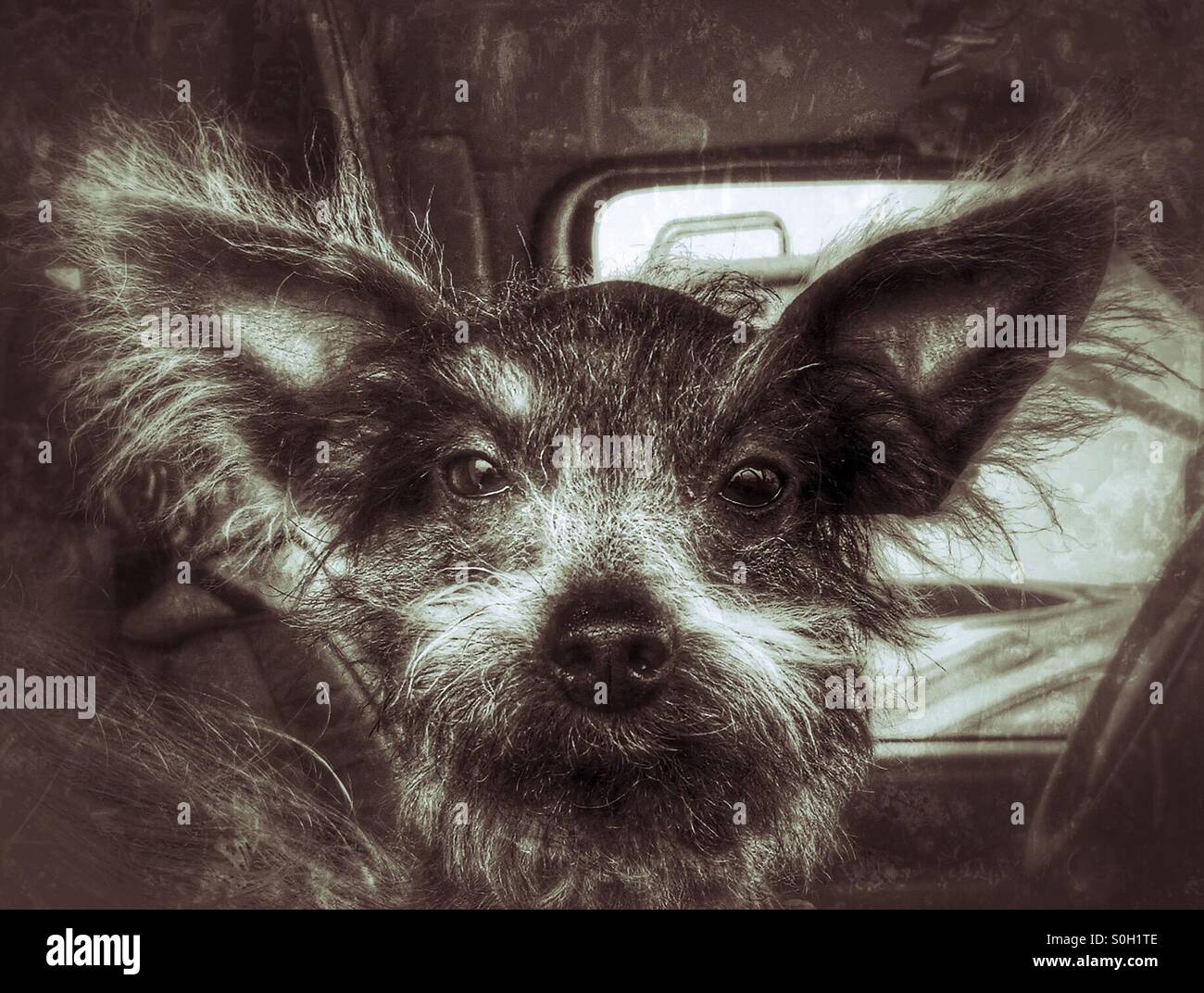 Rescue dog half hairless Stock Photo Alamy