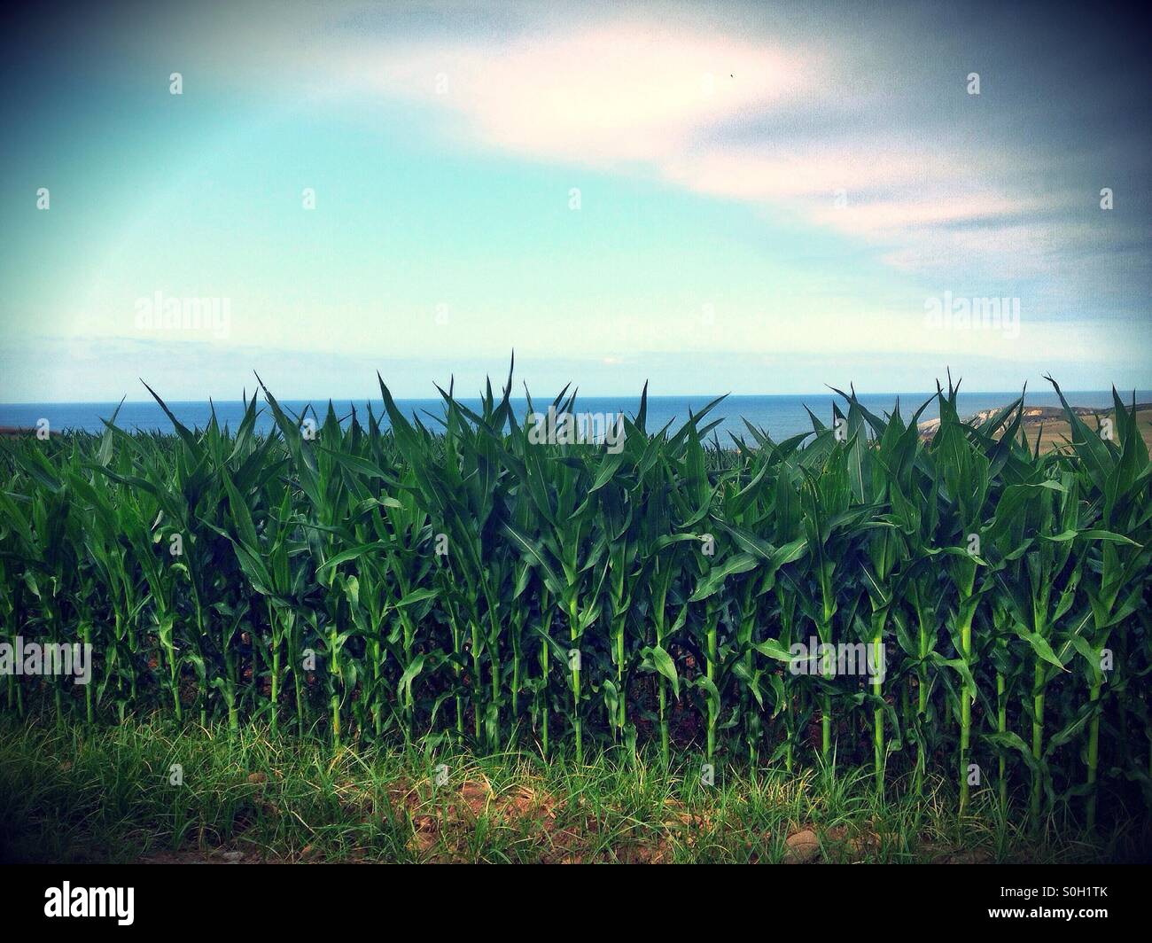 Corn field - Smartphone Captured Stock Image