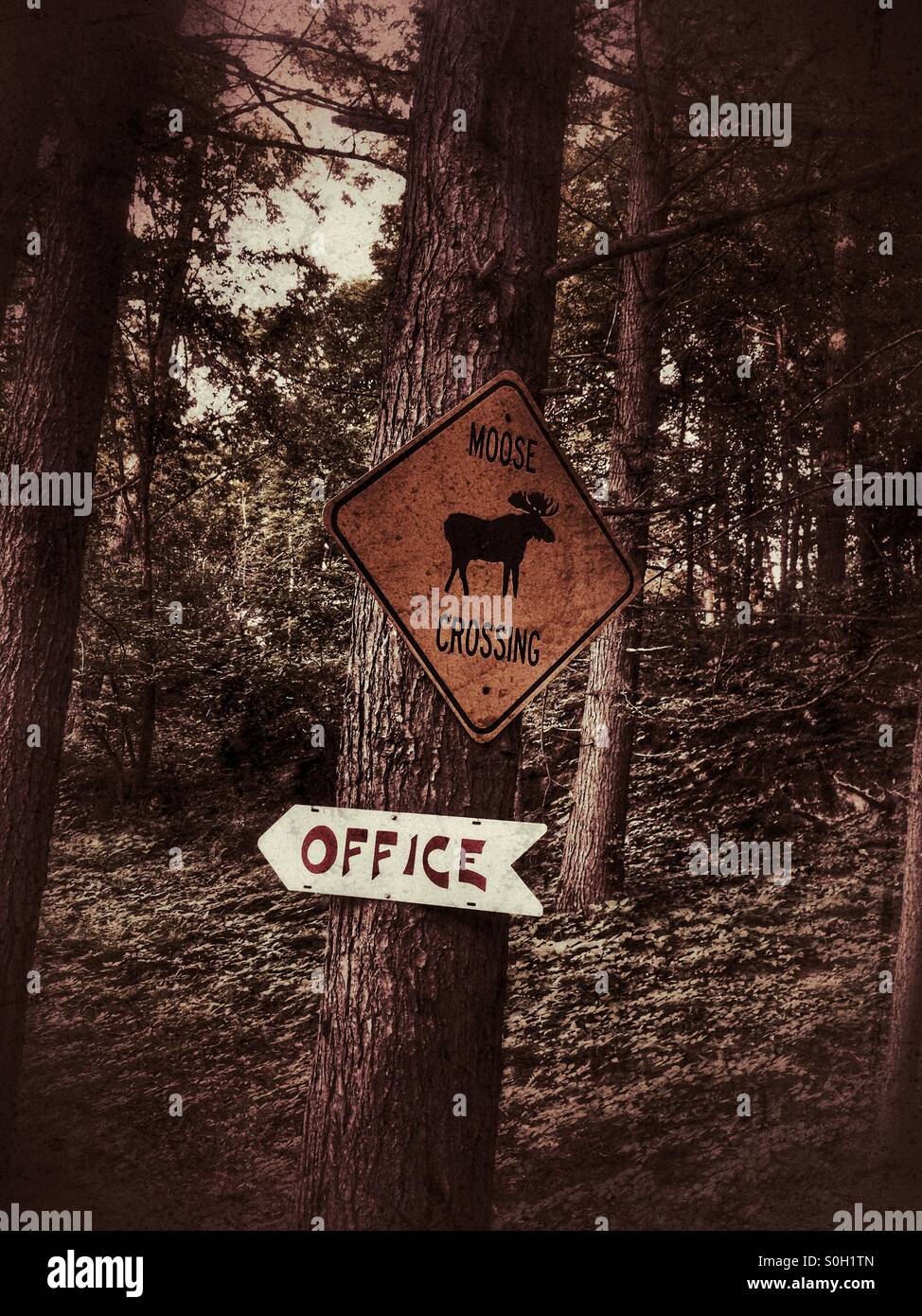 Moose office Stock Photo Alamy