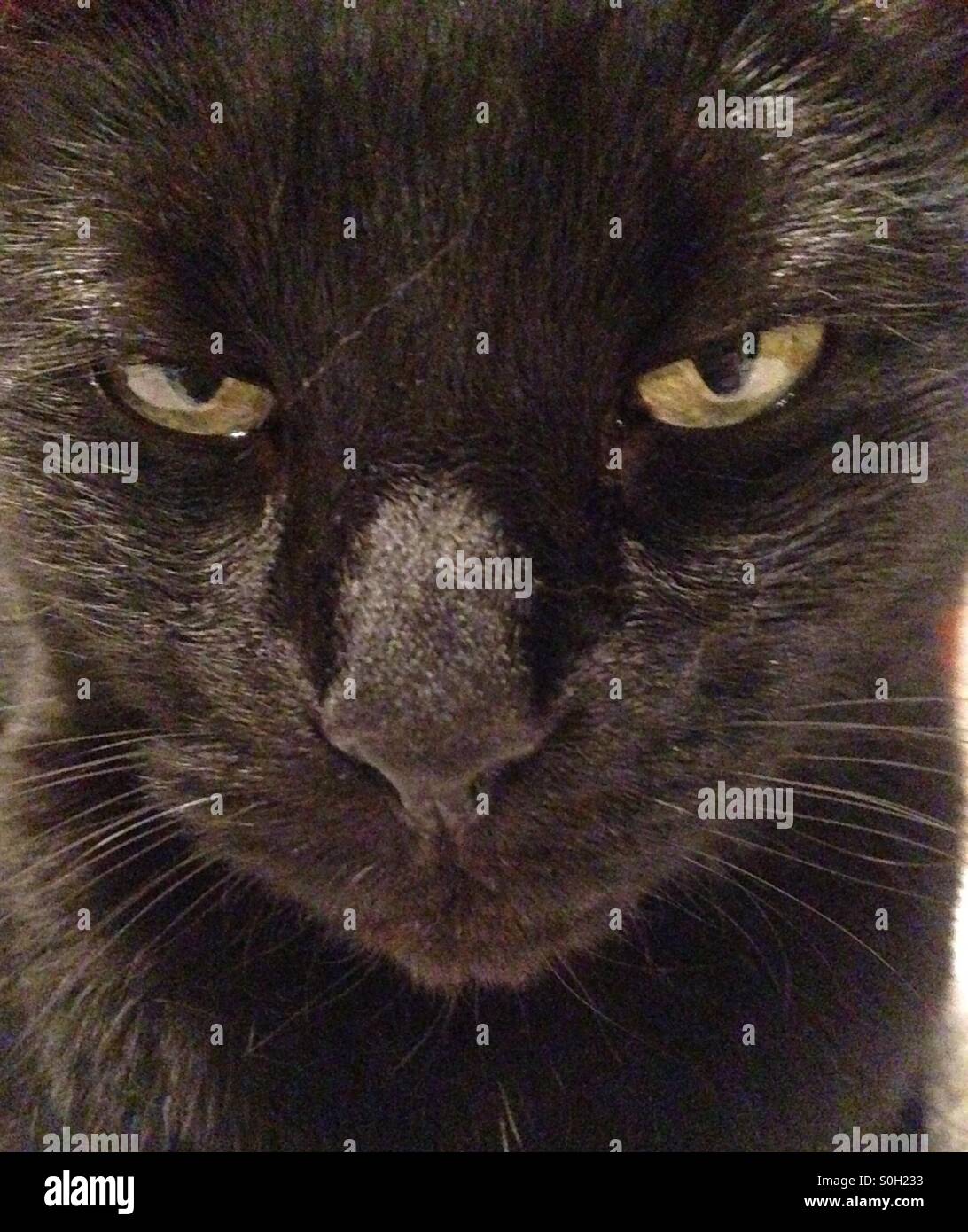 Cat eyes - Smartphone Captured Stock Image