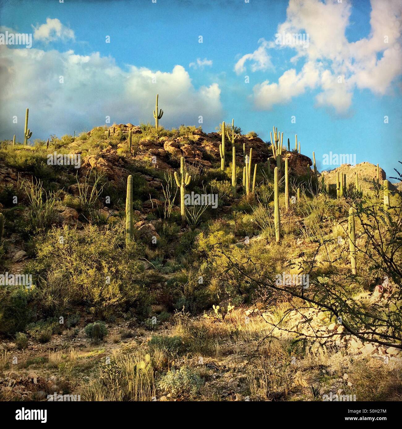 Saguaro cactus, ocotillo cactus, and prickly pear along the Apache Trail road in Arizona - Smartphone Captured Stock Image