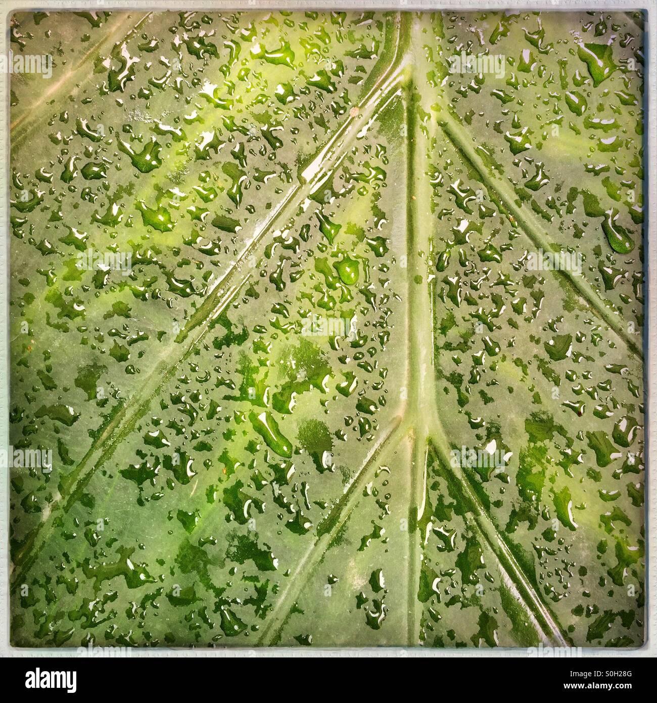 Macro closeup photograph of raindrops and vein pattern on elephant ear leaf - Smartphone Captured Stock Image