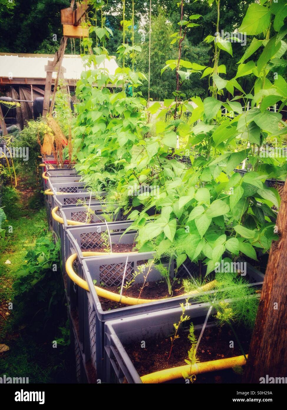 Urban Gardening: beans growing in the community garden prinzessinengaerten in Berlin Kreuzberg - Smartphone Captured Stock Image