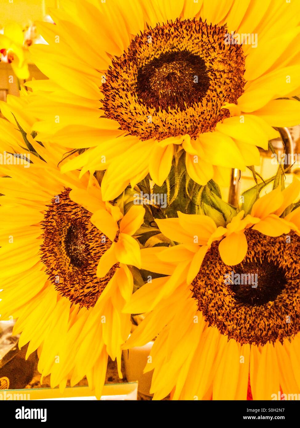 Three sunflowers on July Stock Photo