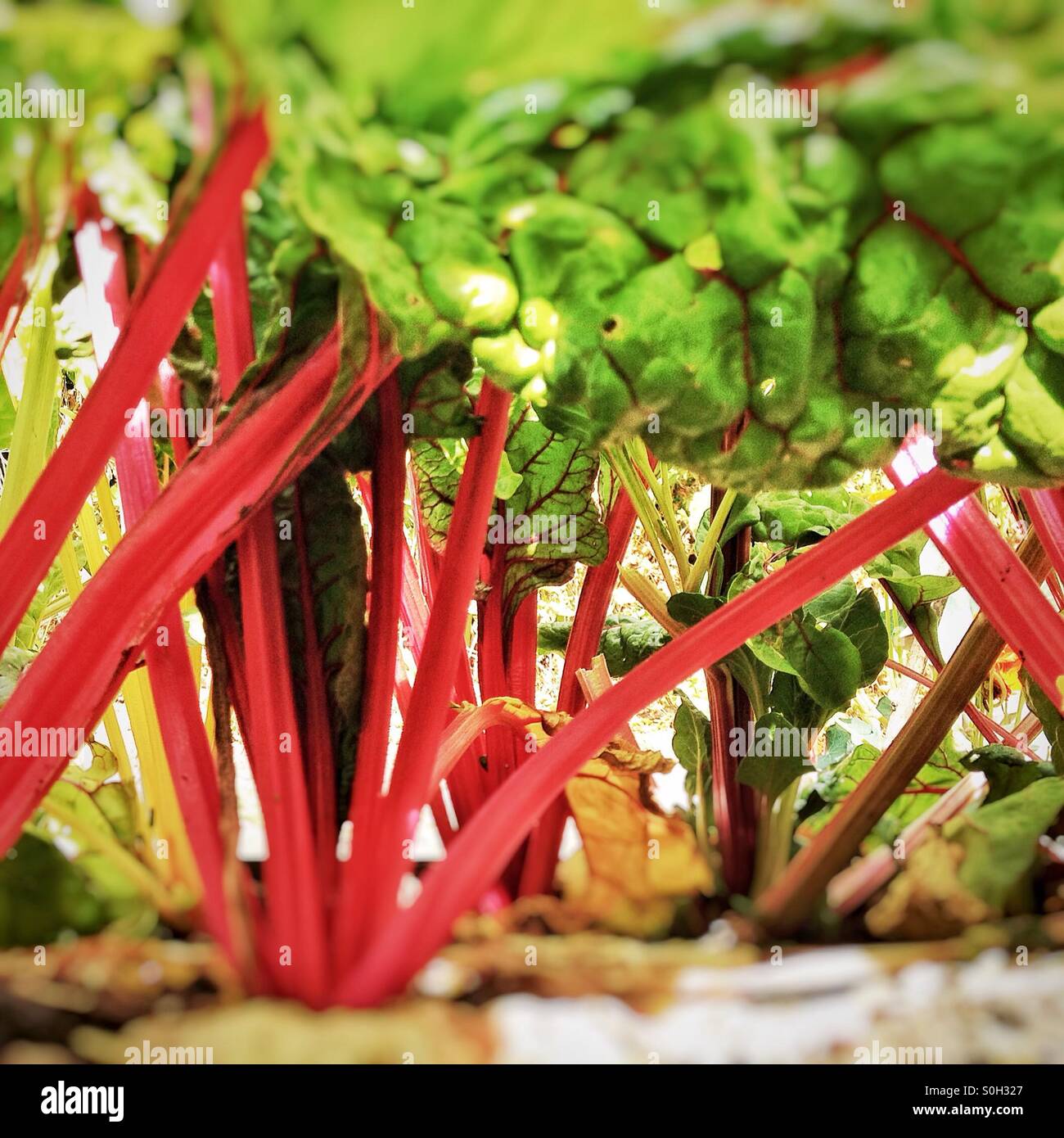 Chard growing - Smartphone Captured Stock Image