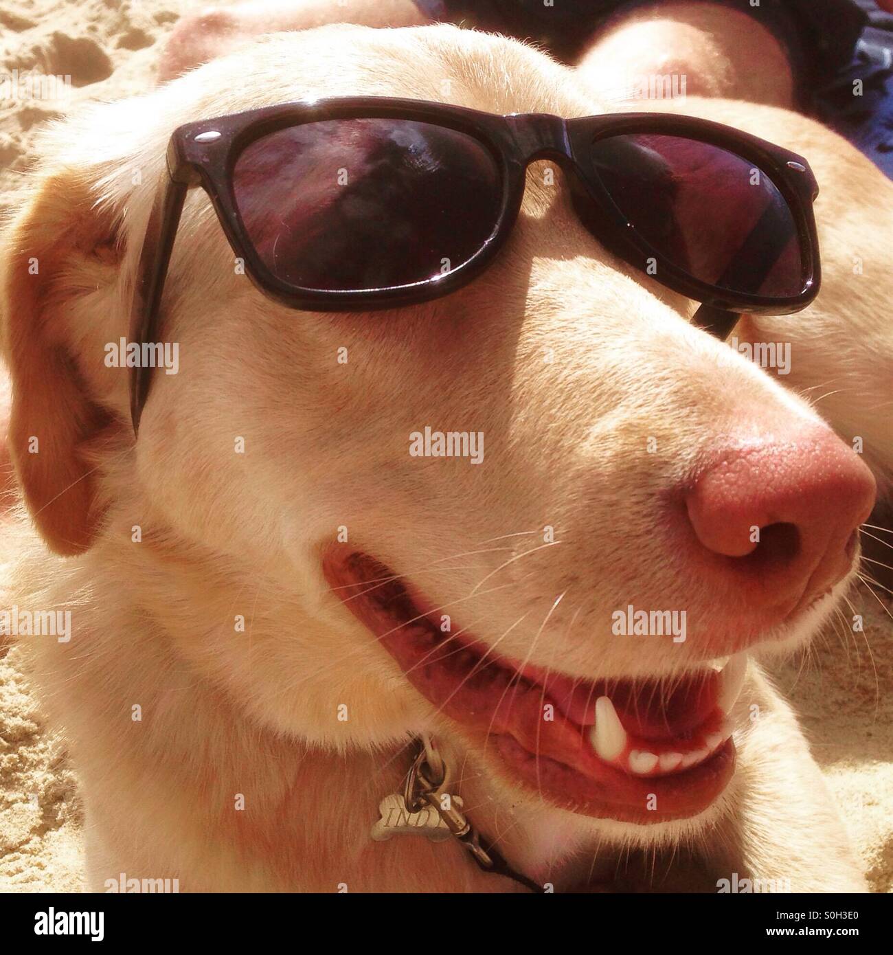 A smiling golden Labrador cross dog wearing sunglasses at the beach in Australia - Smartphone Captured Stock Image