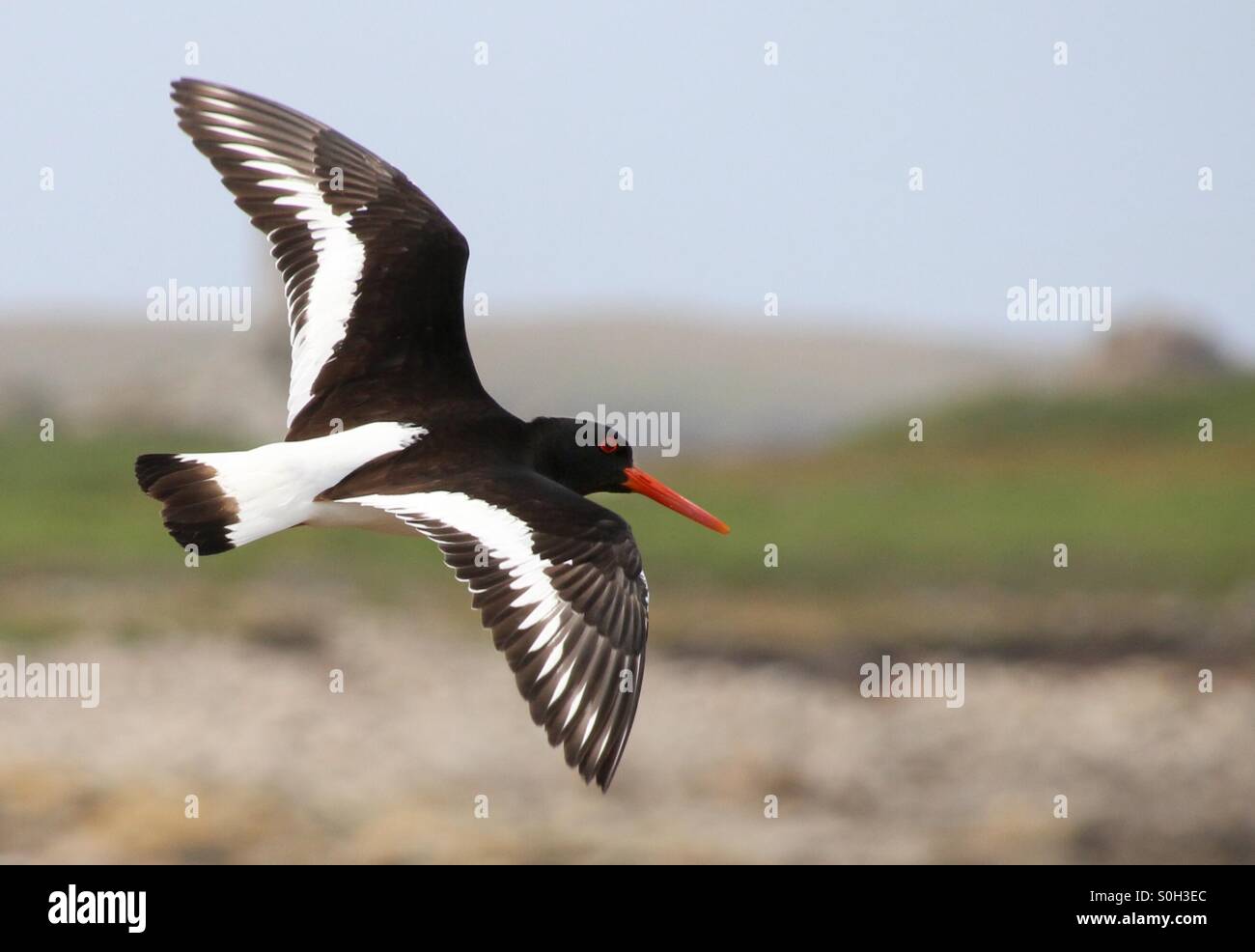 Oyster Catcher Stock Photo