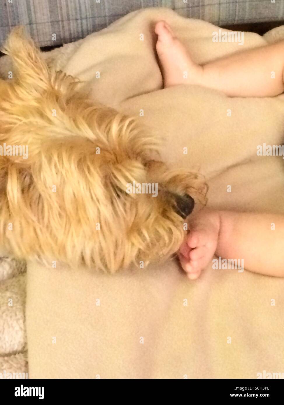 Cairn Terrier dog licks a baby's foot - Smartphone Captured Stock Image