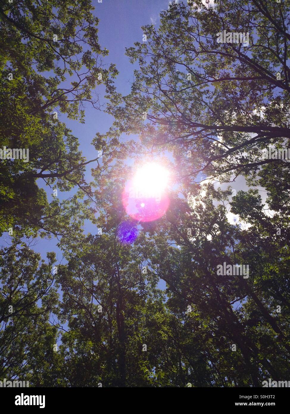 Looking straight up at the sun in Boston through maple trees(left) and oak trees(right) - Smartphone Captured Stock Image