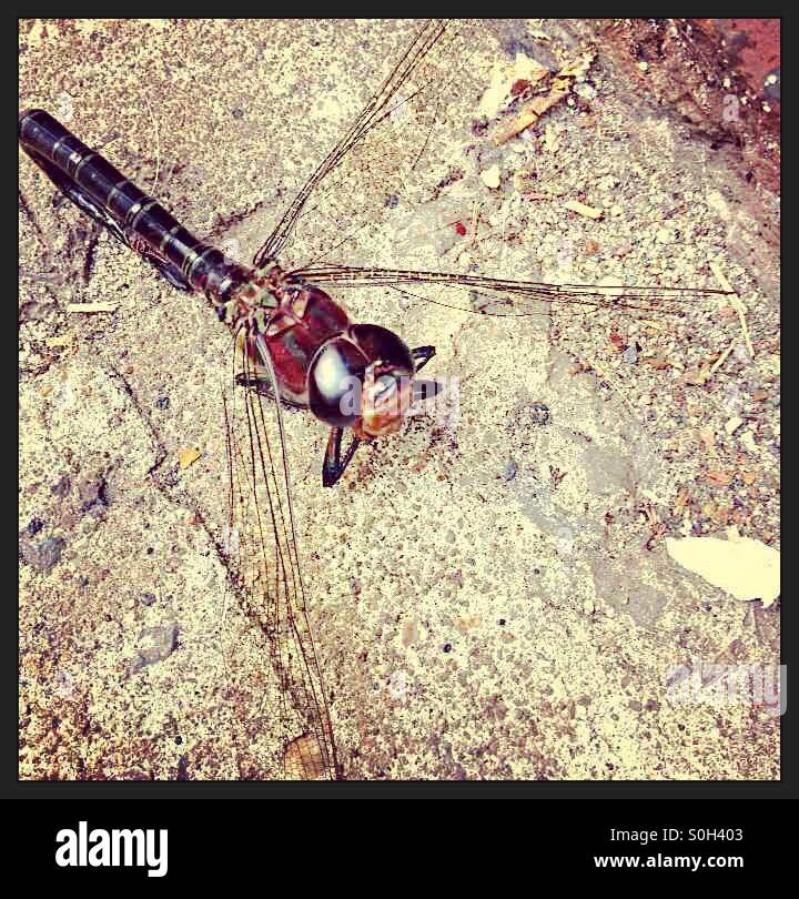 Resting Dragonfly Stock Photo