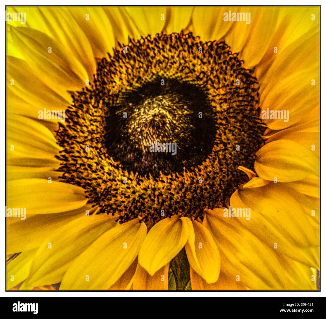 Sunflower close up July Stock Photo