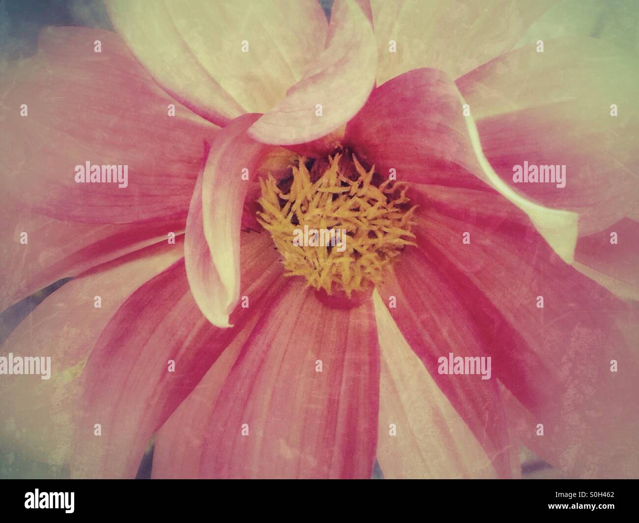 Closeup of a pink flower - Smartphone Captured Stock Image