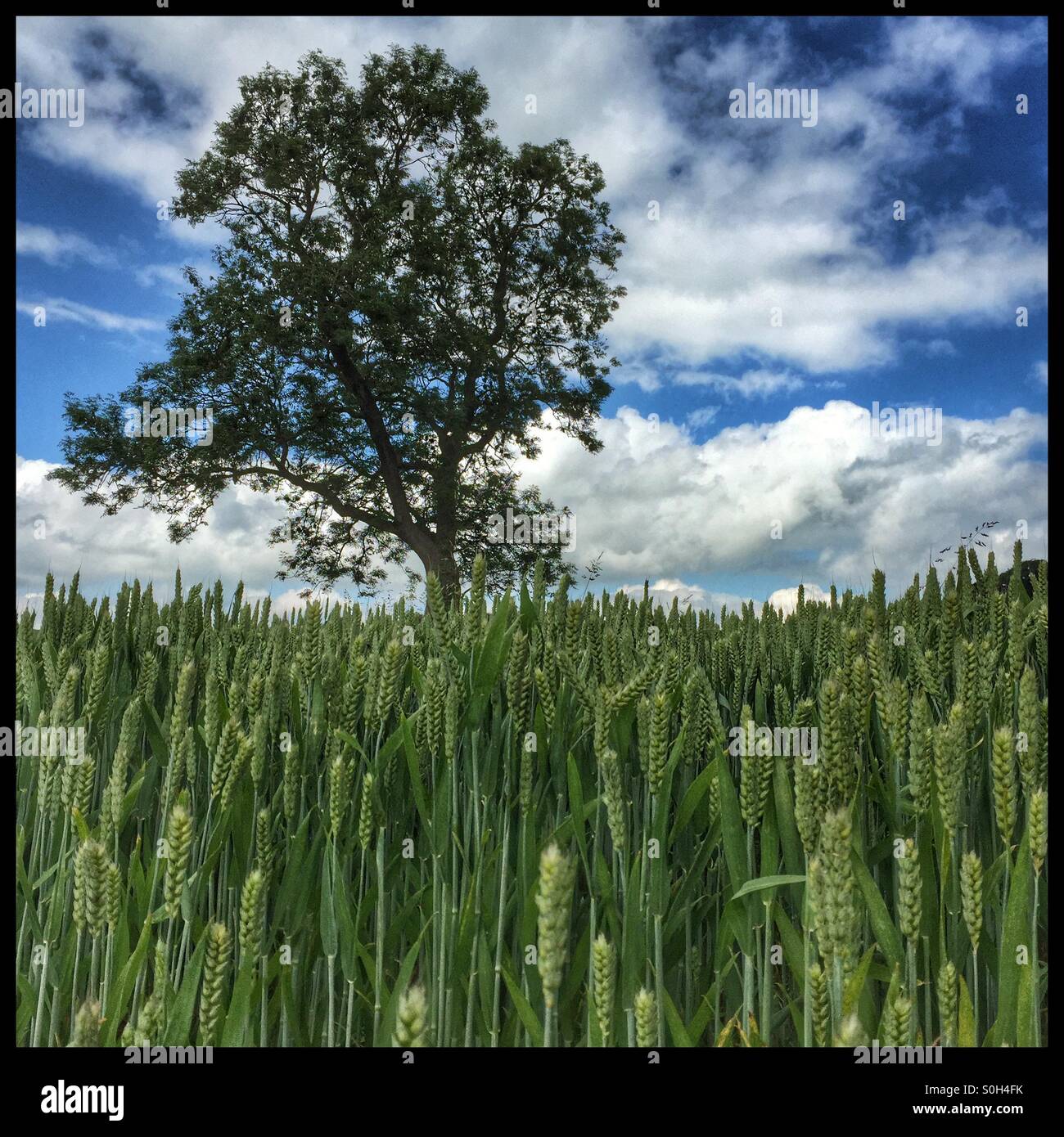Loan Tree