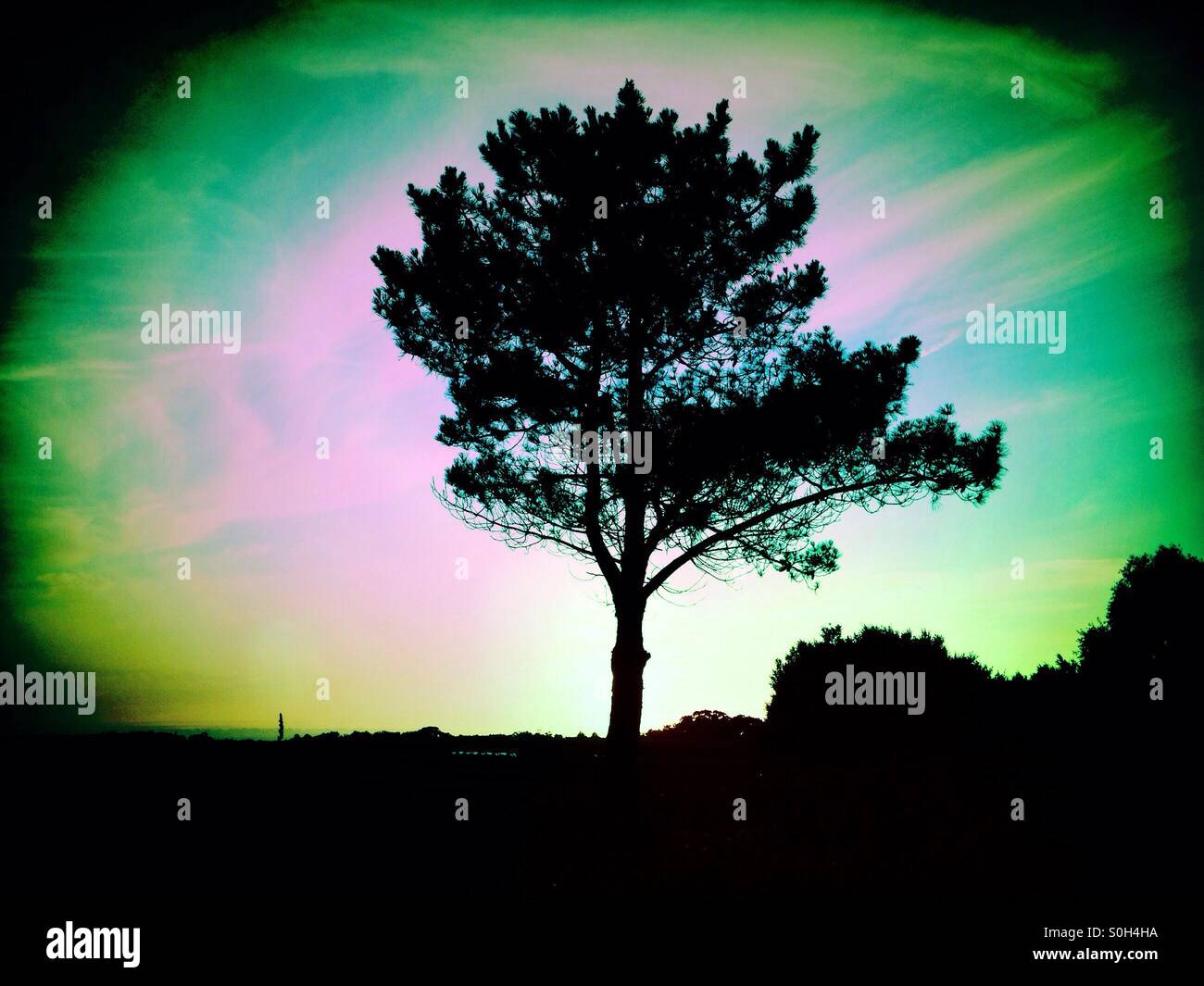 Tree in the shadows on sunset - Smartphone Captured Stock Image