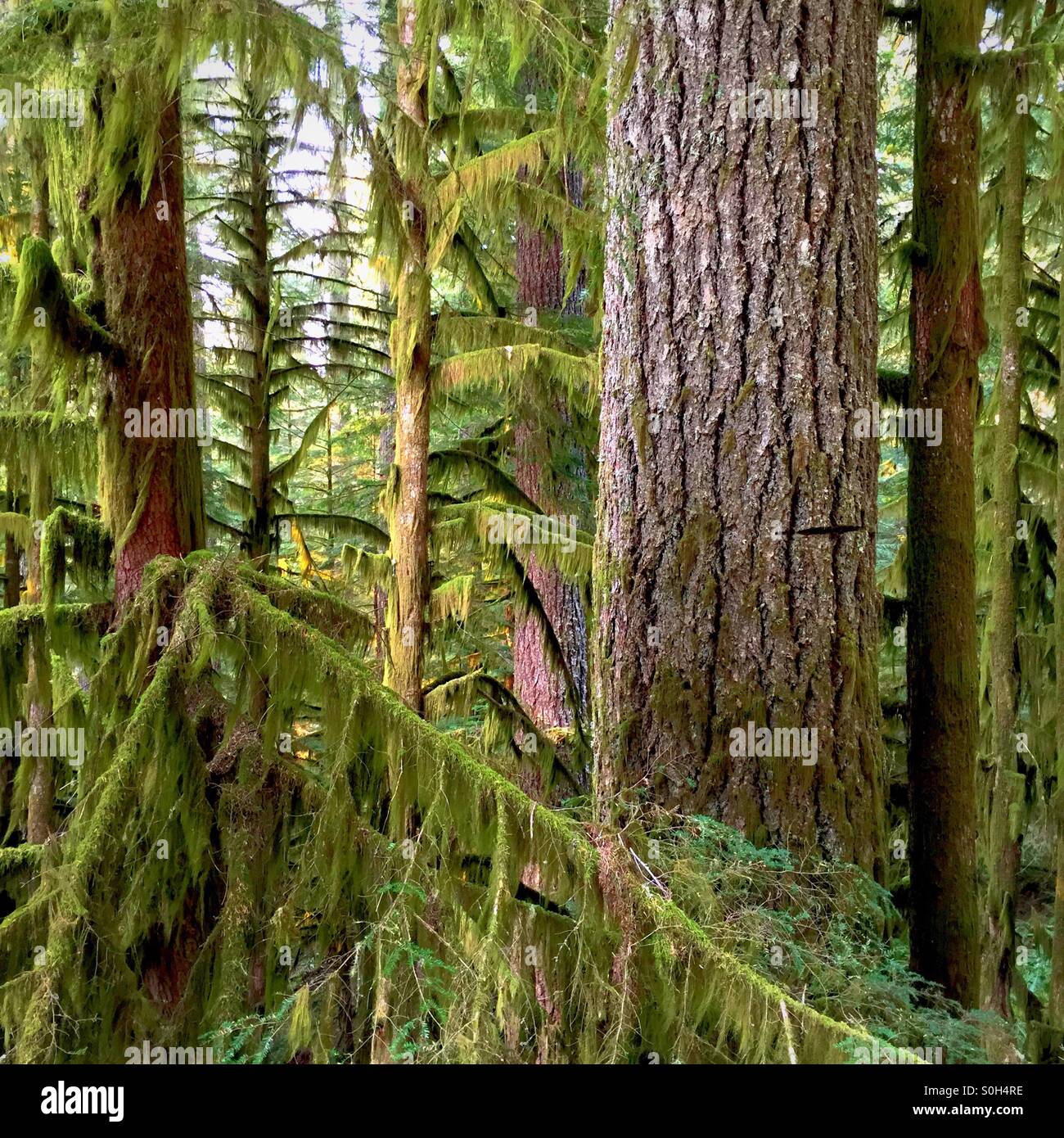 The forest and the trees. - Smartphone Captured Stock Image