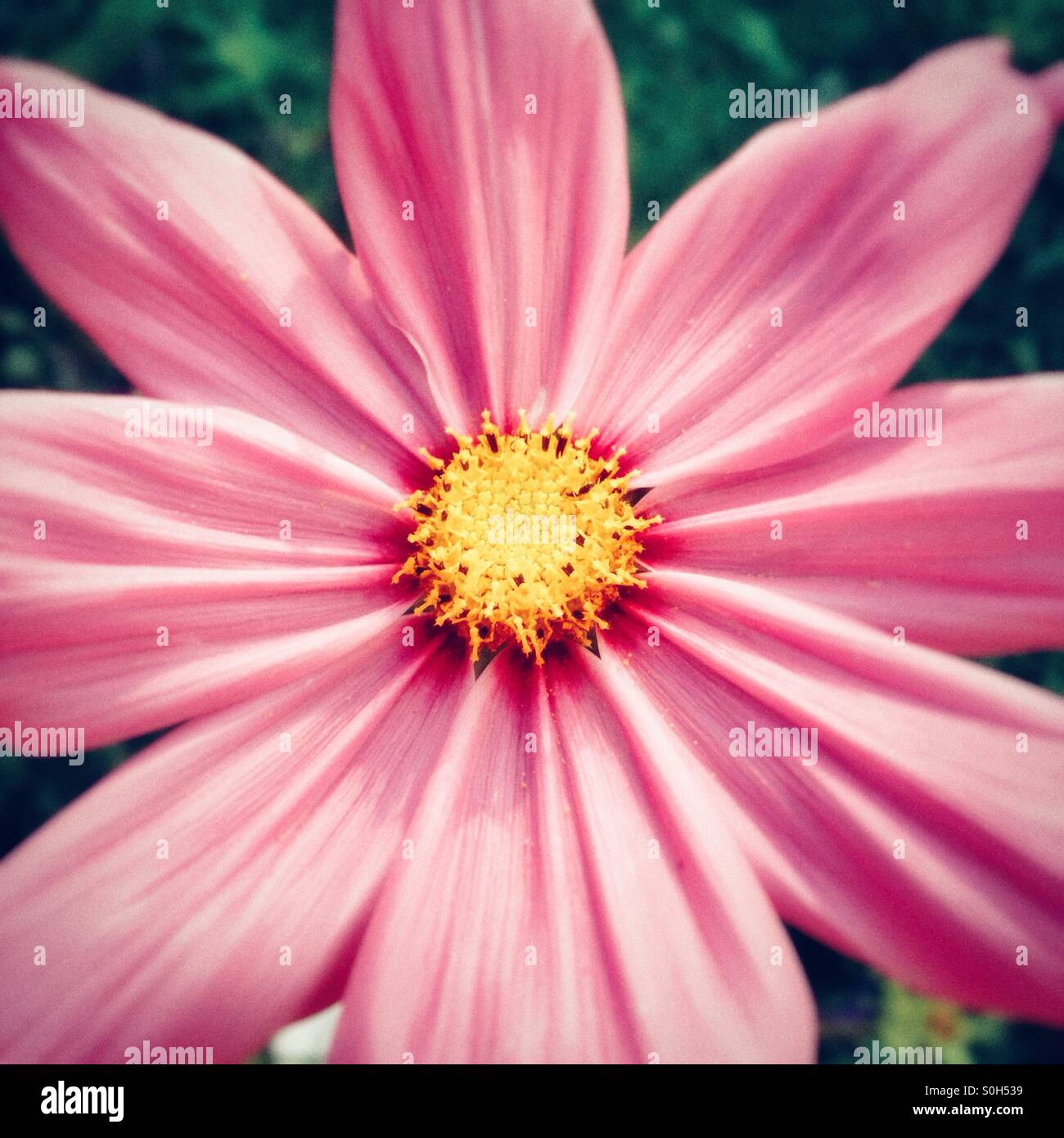 Flower - Smartphone Captured Stock Image