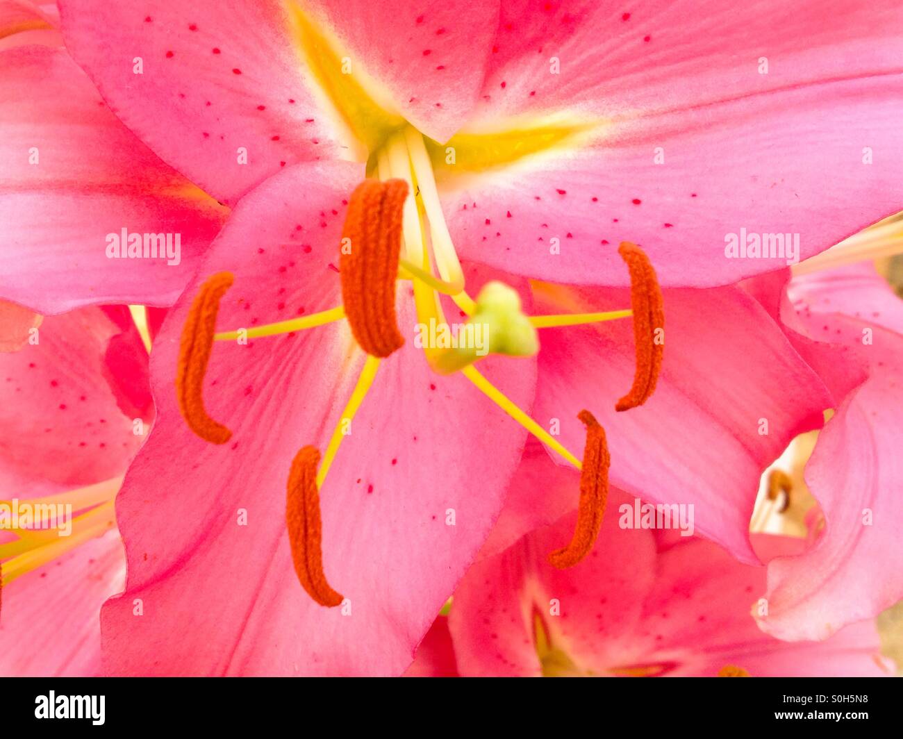 Closeup of a pink flower - Smartphone Captured Stock Image