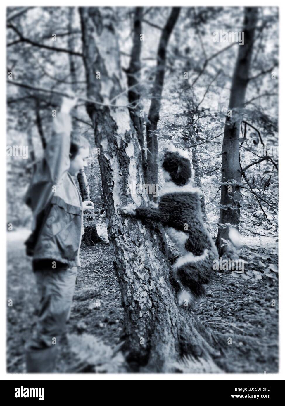 Spanish water dog climbing tree - Smartphone Captured Stock Image