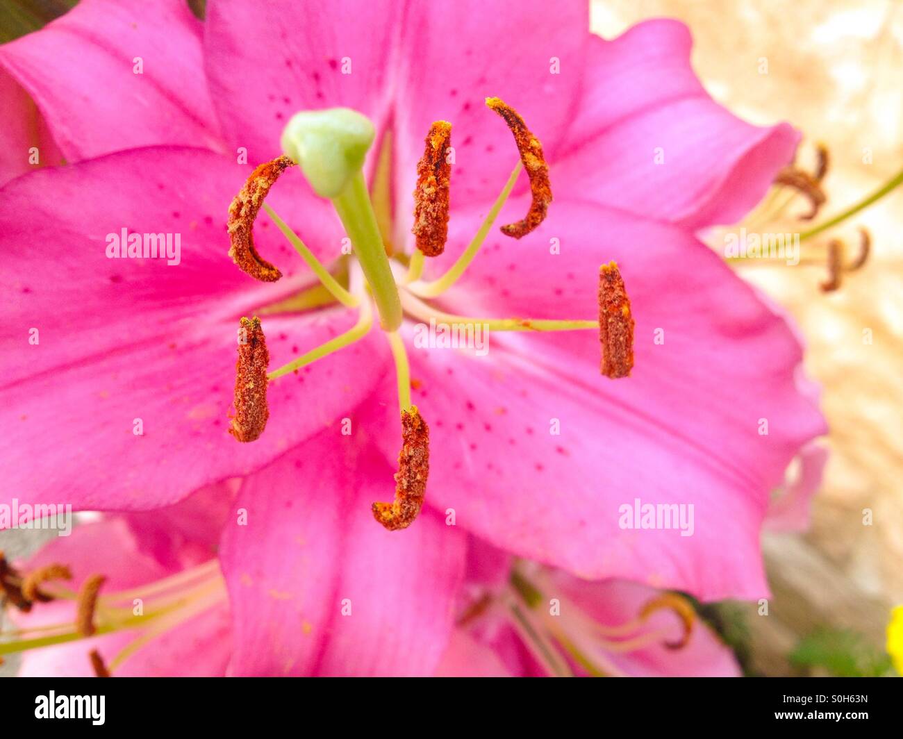 Closeup of a pink flower - Smartphone Captured Stock Image