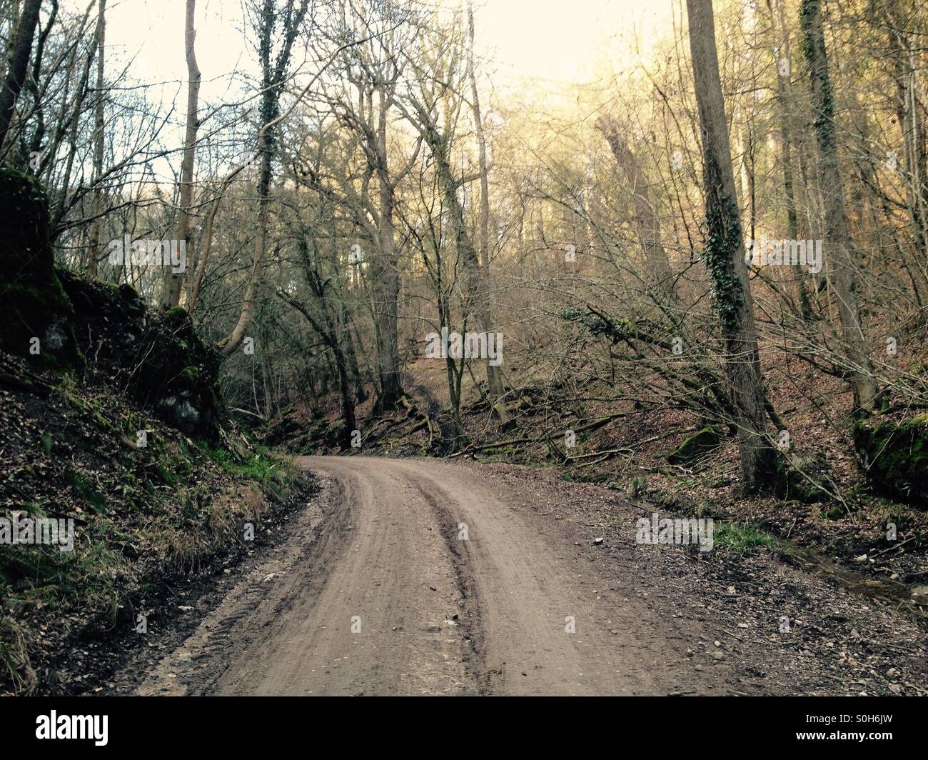 A track winding through a forest - Smartphone Captured Stock Image