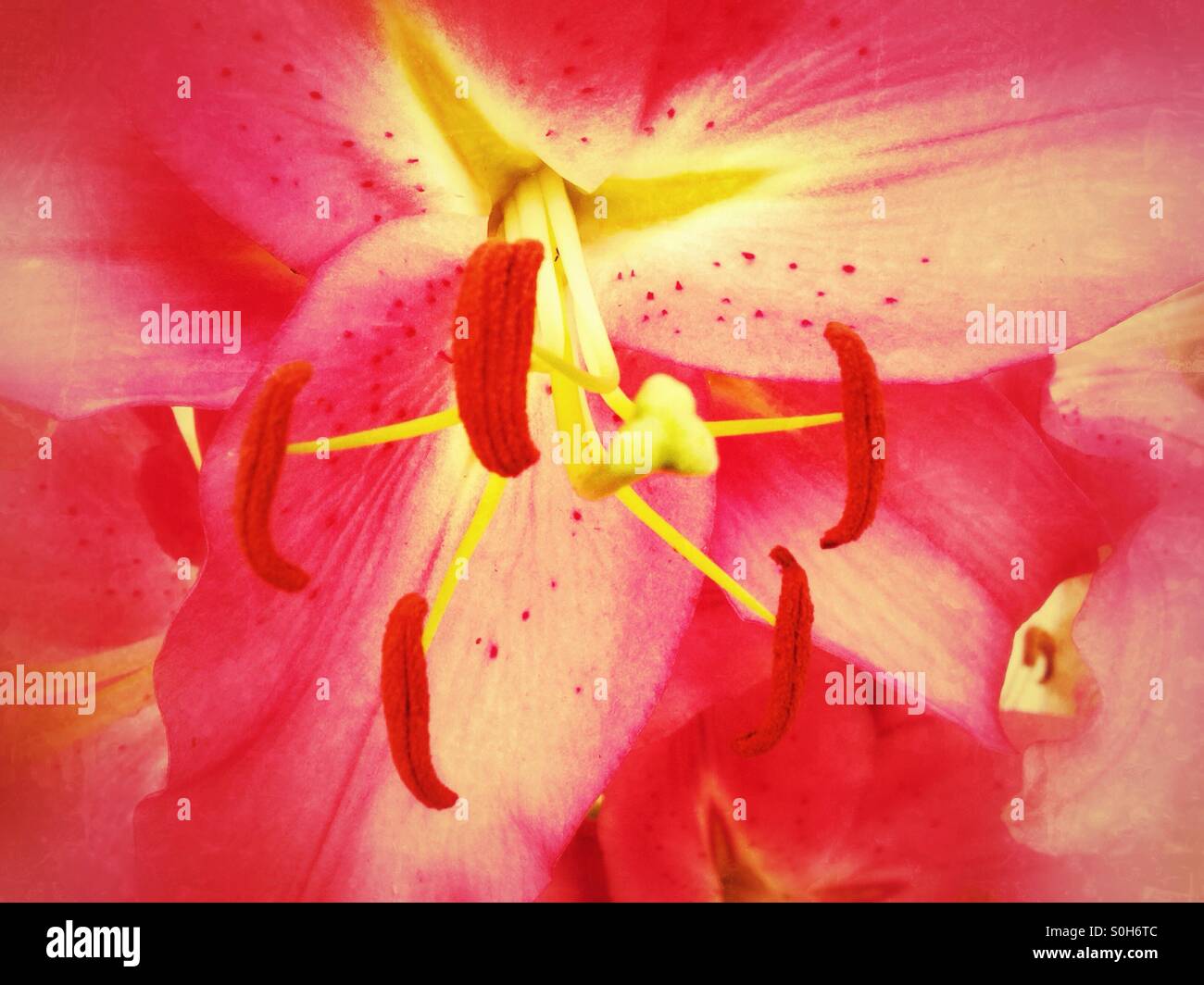 Closeup of a pink flower - Smartphone Captured Stock Image
