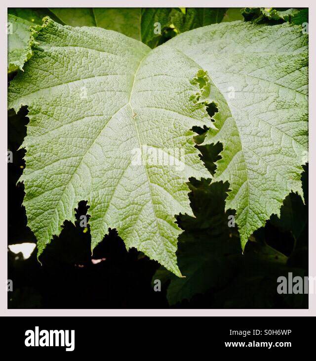 Giant leaves of Giant Prickly Rhubarb or (Gunnera Manicata) - Smartphone Captured Stock Image