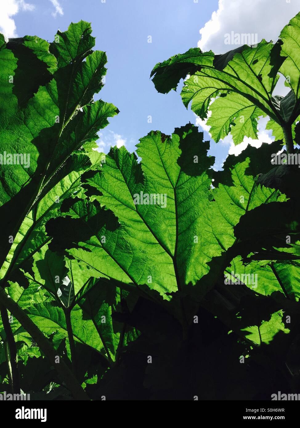 Giant backlit leaves of Giant Prickly Rhubarb or (Gunnera Manicata) Stock Photo