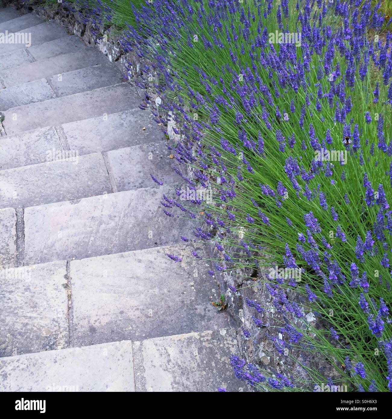 Lavender path Stock Photo