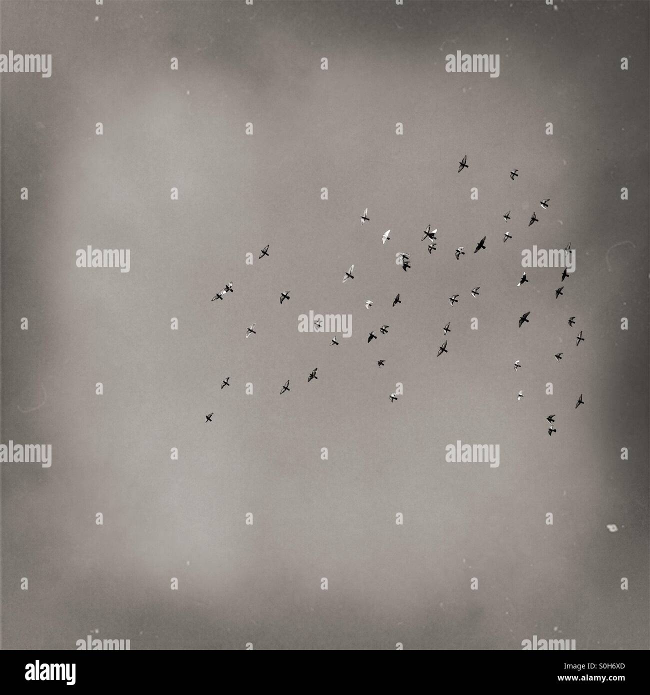 A flock of birds - Smartphone Captured Stock Image