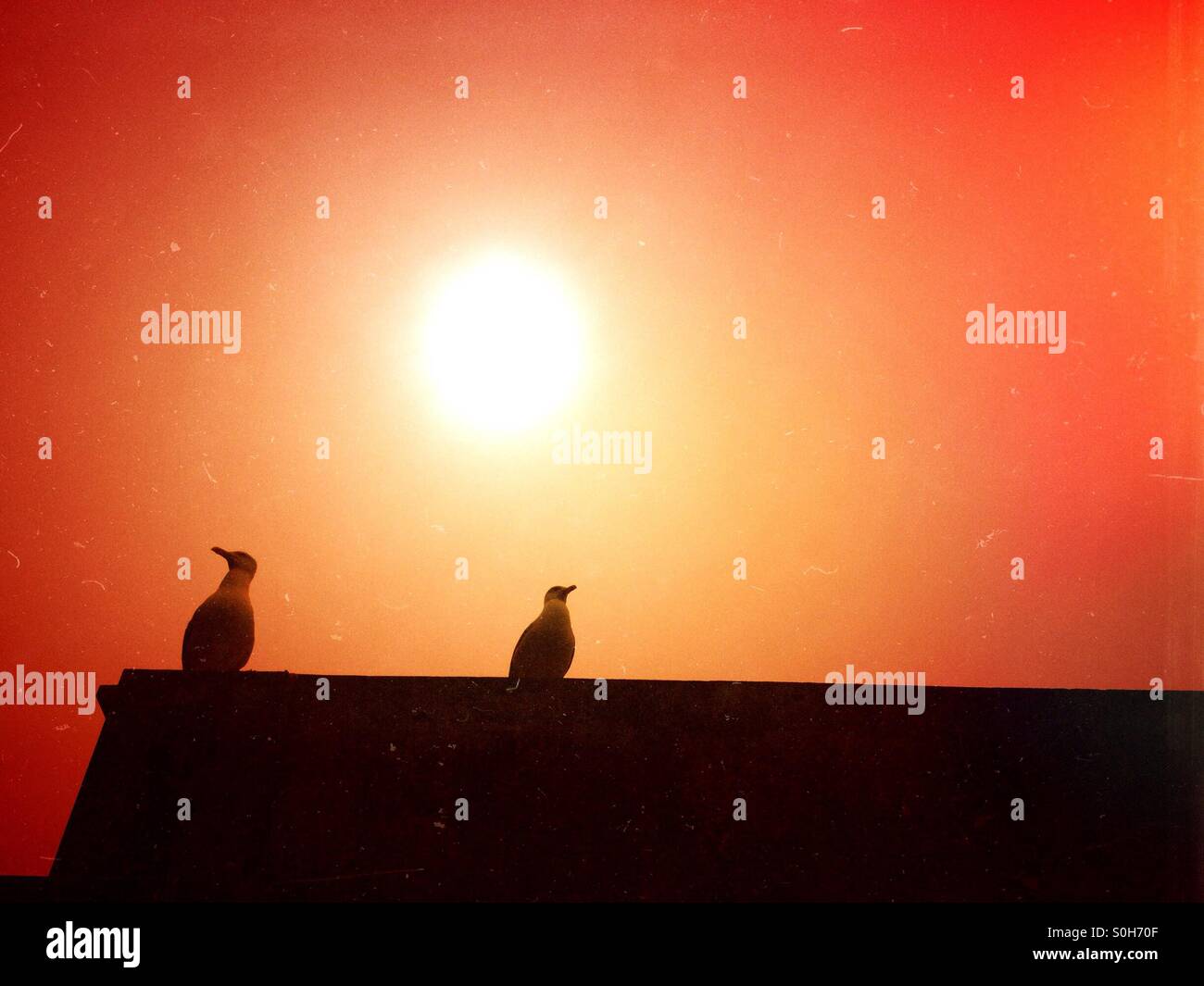 Seagulls on a roof - Smartphone Captured Stock Image