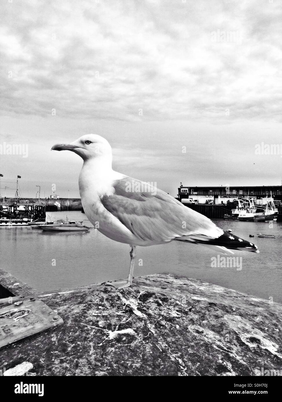 Seagull at the coast - Smartphone Captured Stock Image