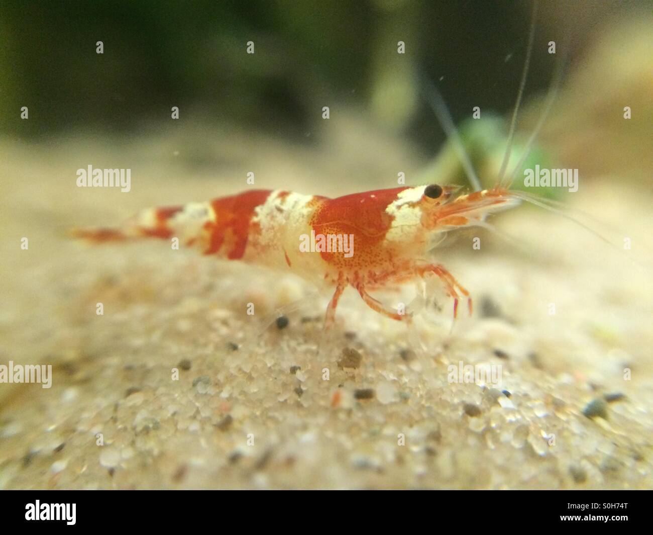 Red Cherry Shrimp - Close up Stock Photo