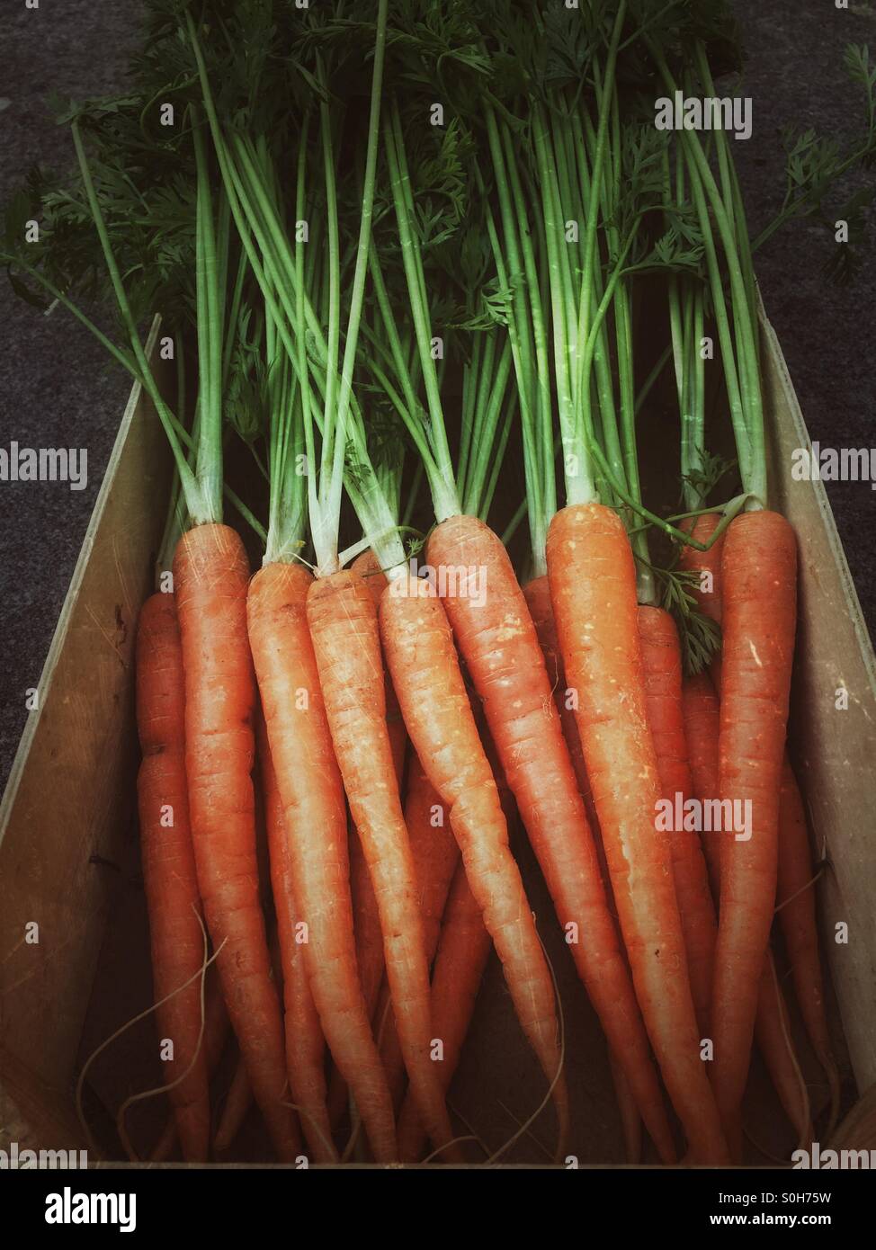 Fresh new crop carrots with green tops in a box - Smartphone Captured Stock Image