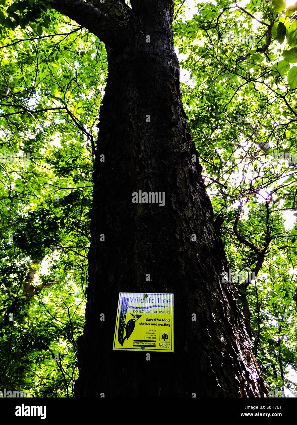 Wildlife protection, a sign on a tall tree trunk in a neighbourhood walking trail, Ontario, Canada. - Smartphone Captured Stock Image