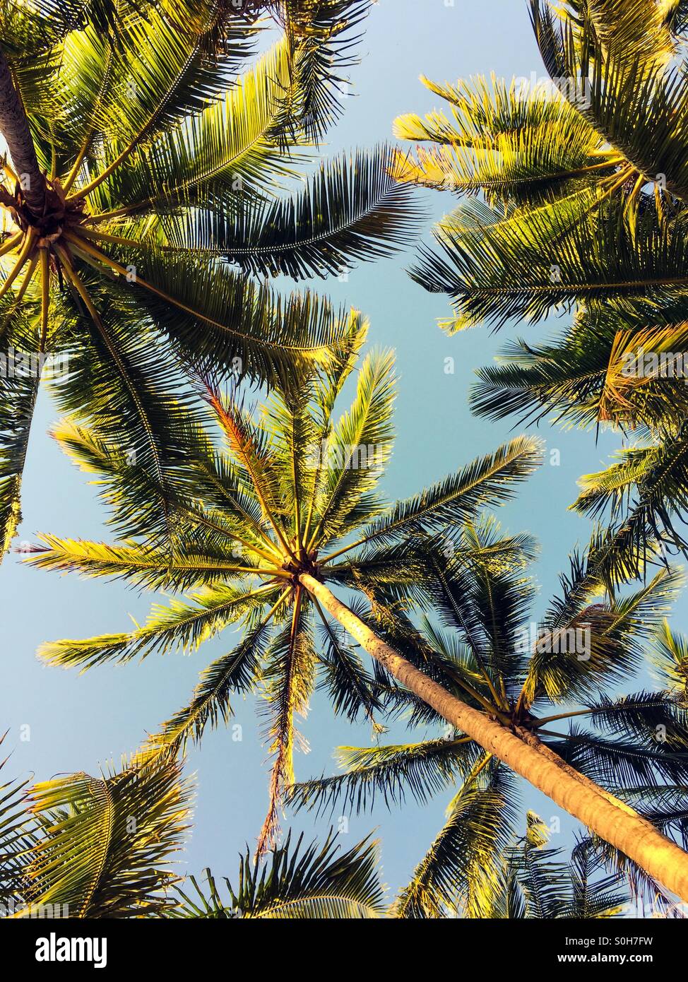 Palm tree views Stock Photo - Alamy