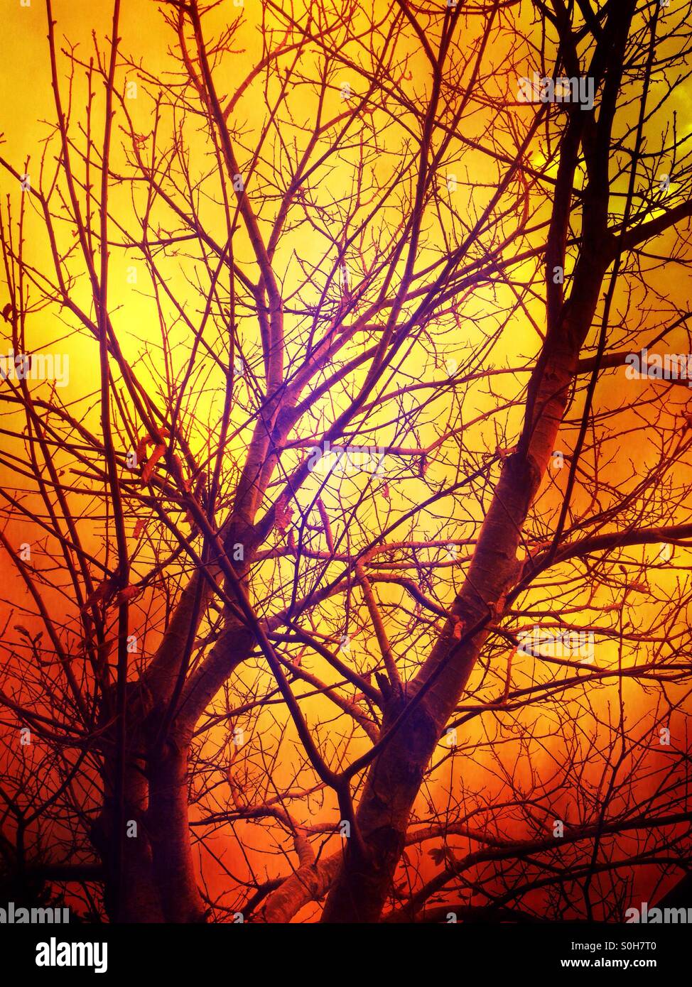 Shadows Through Tree Ranches Tree branches in the shadows on sunset Stock Photo - Alamy