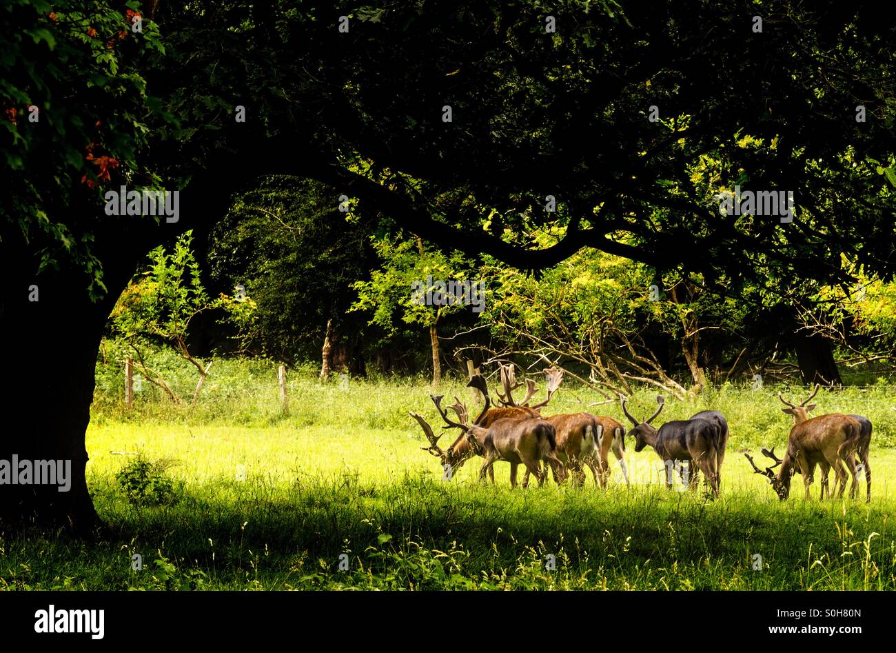 Deer grazing. - Smartphone Captured Stock Image
