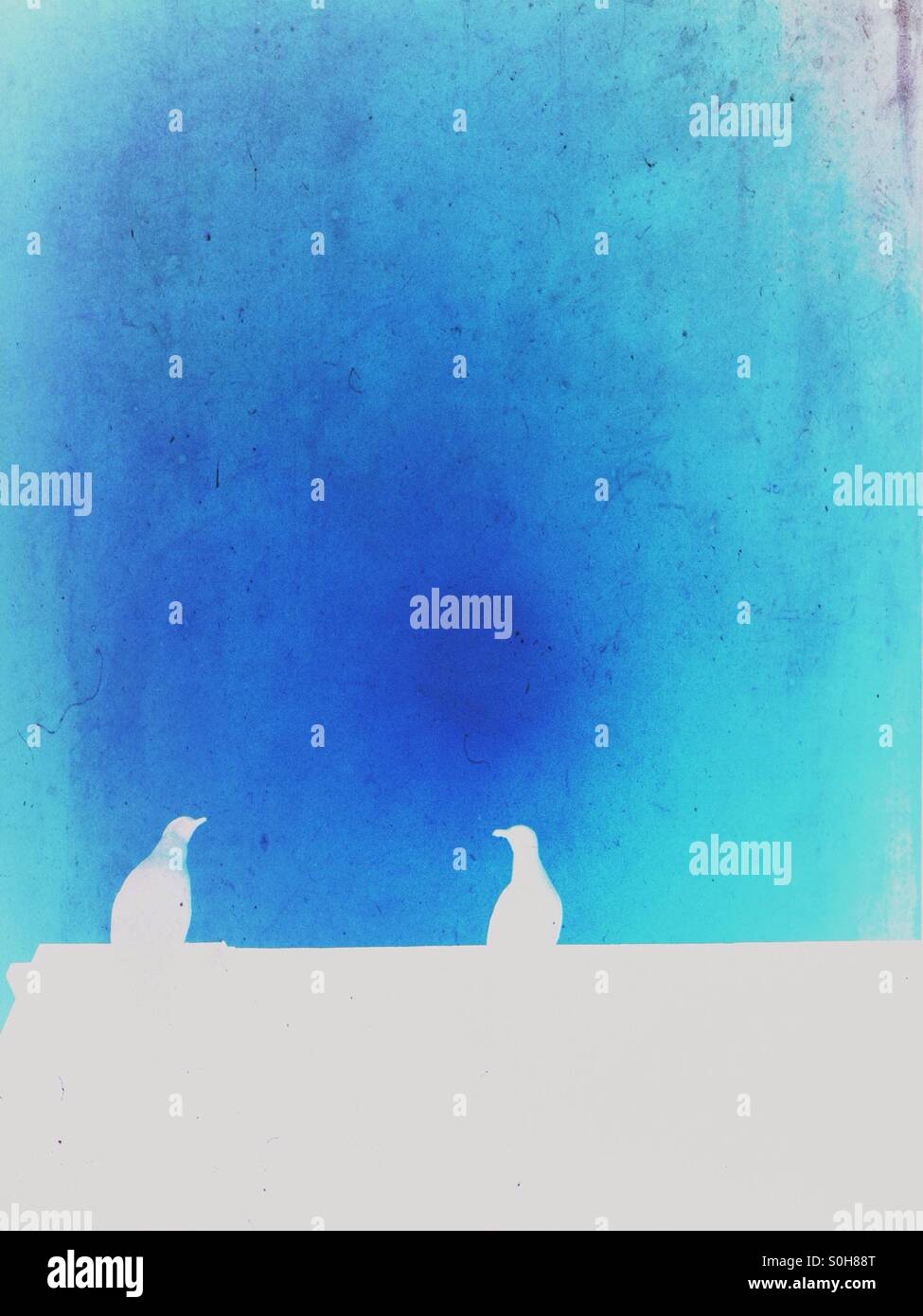 Colour inverted seagulls on a roof - Smartphone Captured Stock Image