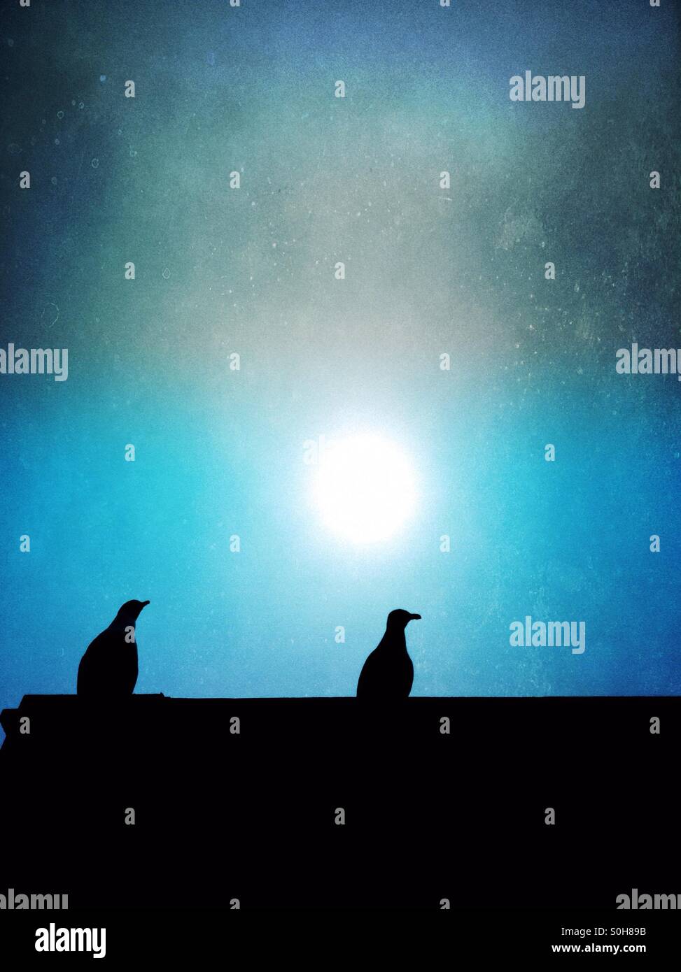 Seagulls on a roof - Smartphone Captured Stock Image