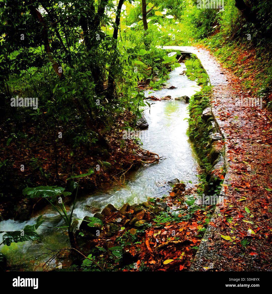 Footpath along a small torrent in Hong Kong - Smartphone Captured Stock Image