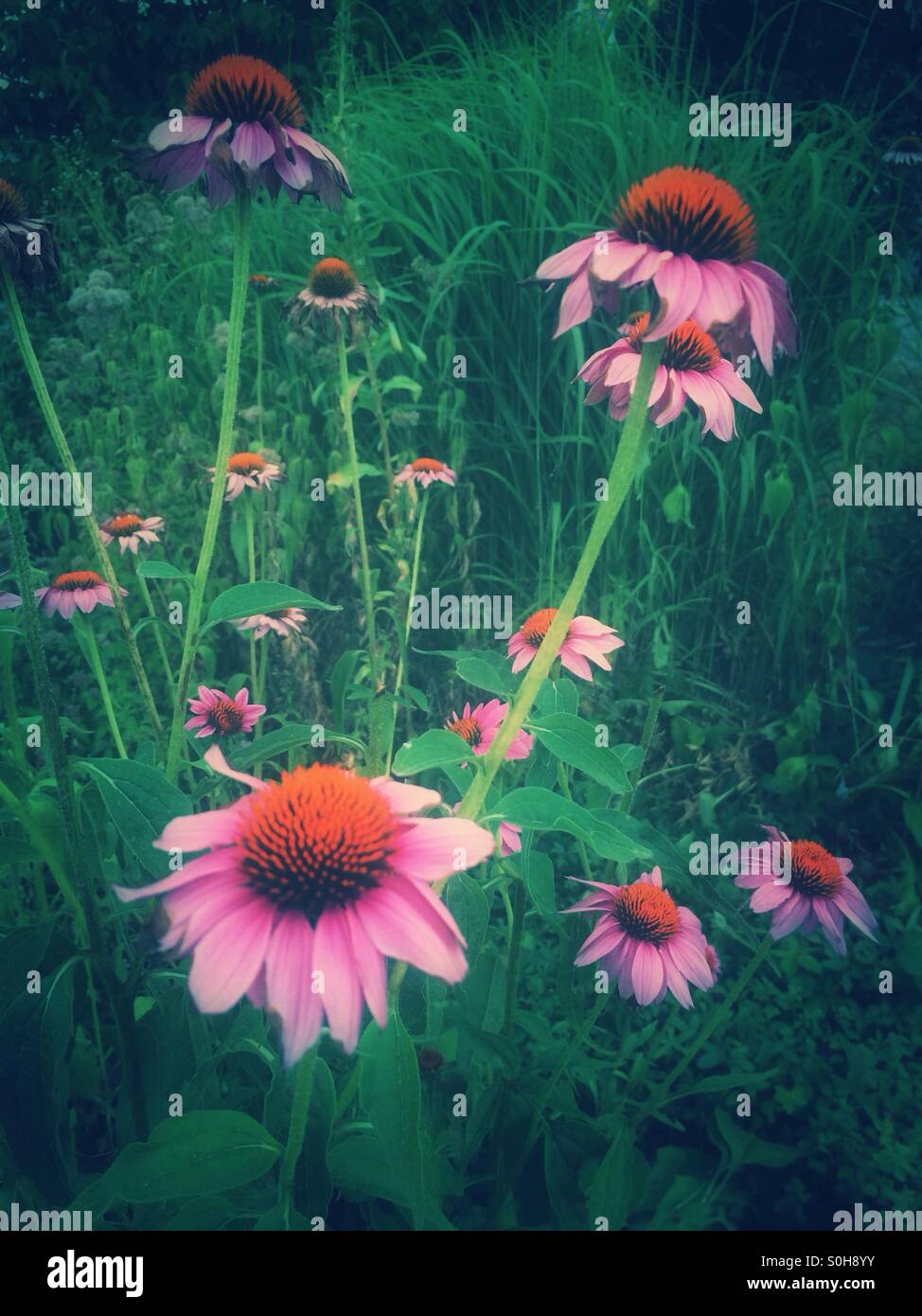 Pink daisy flowers in summer Stock Photo