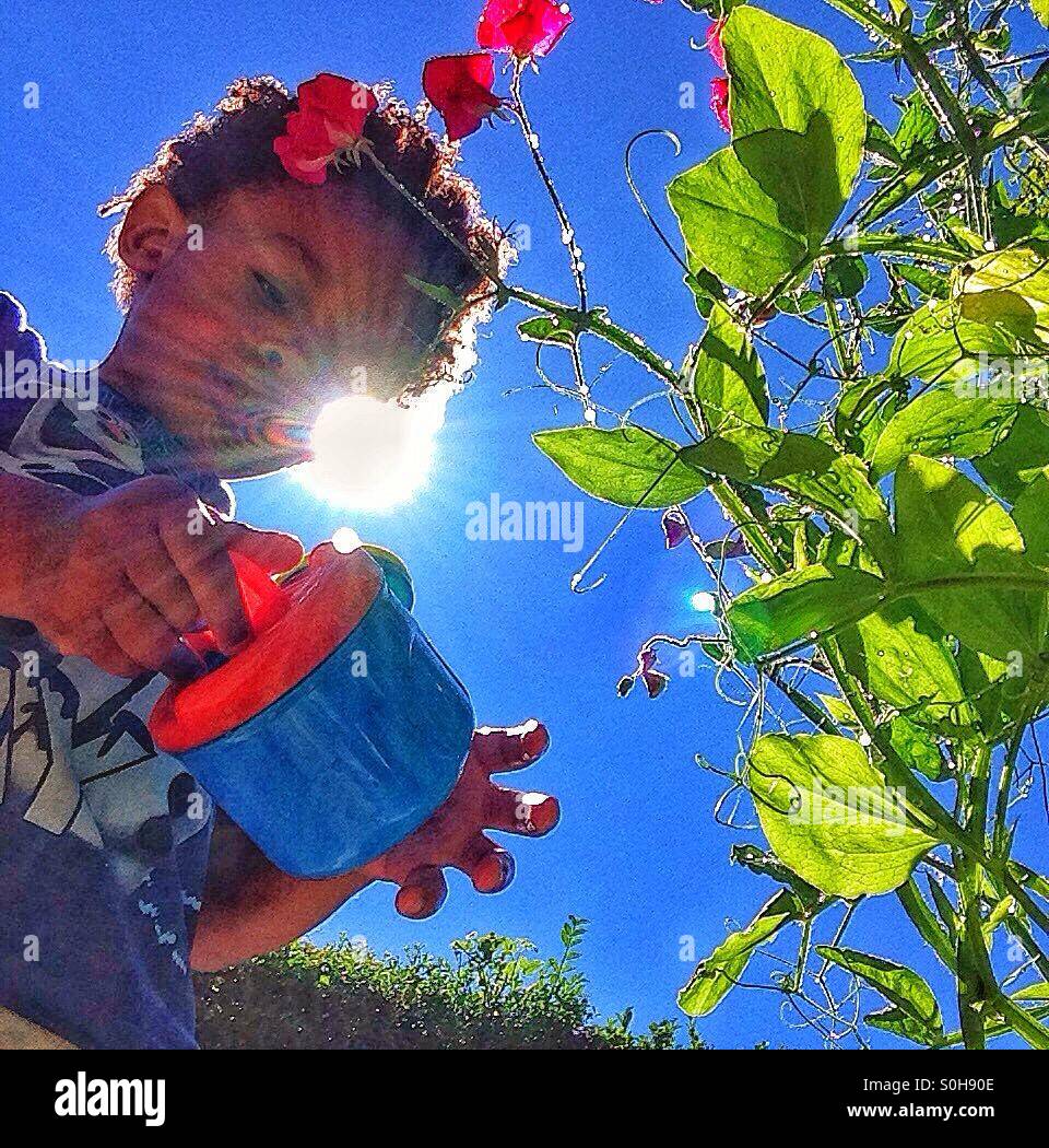A child waters a Sweet Pea plant with a plastic watering can. - Smartphone Captured Stock Image