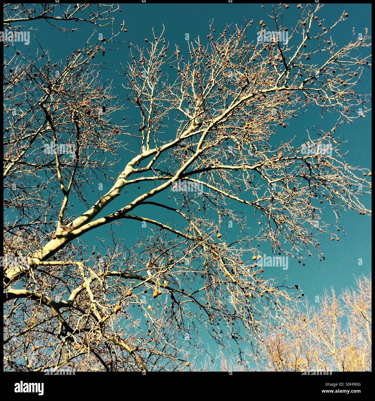 Tree in winter. - Smartphone Captured Stock Image