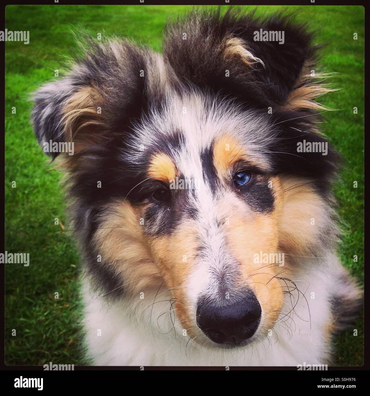 blue merle rough collie puppy