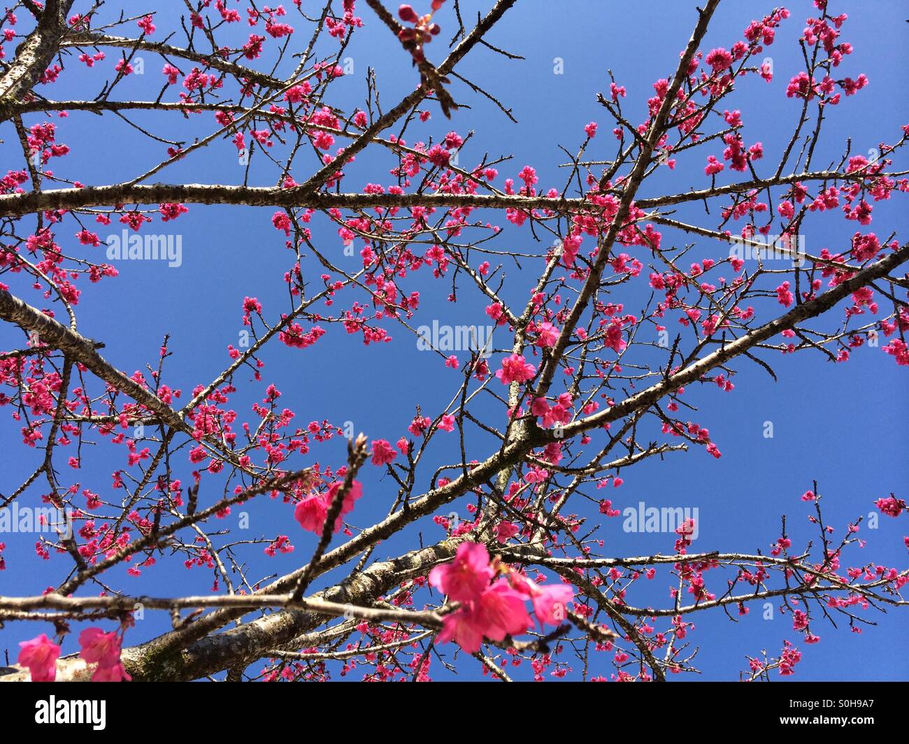 Peach flower Stock Photo