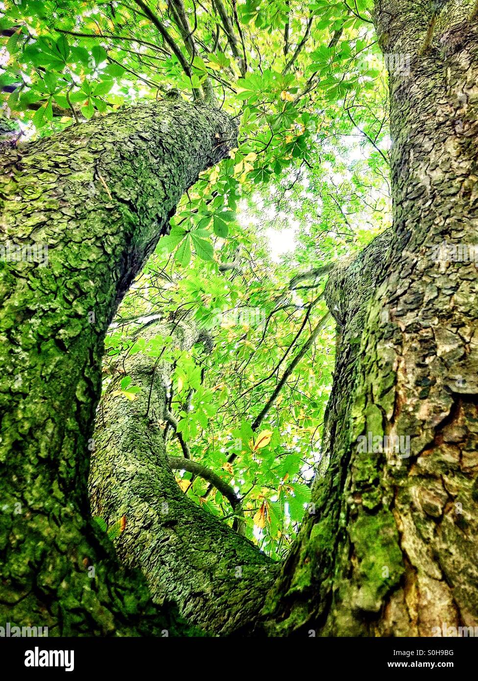 Looking up into the tree. - Smartphone Captured Stock Image