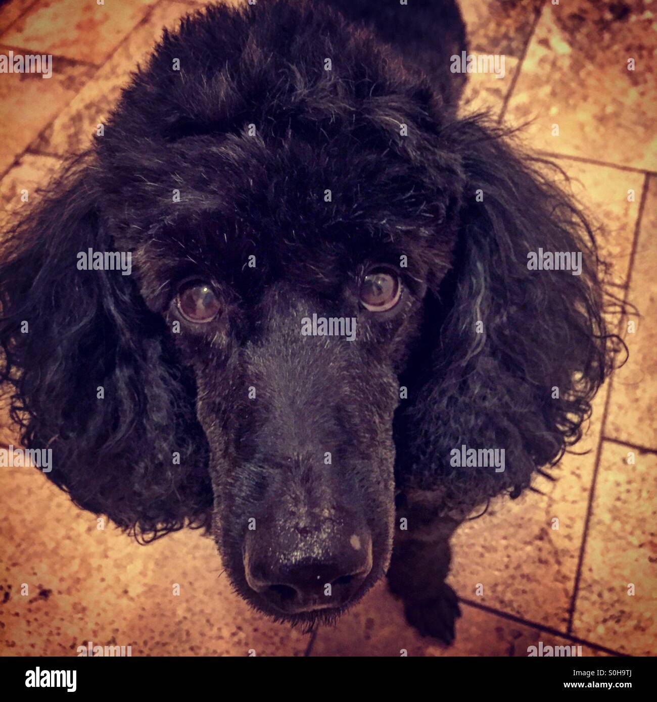 Black miniature poodle looking up at me. Stock Photo